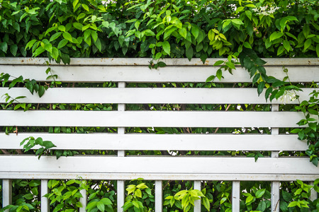 overgrown bush fence partitionの写真素材