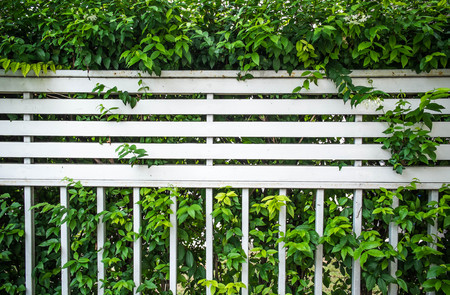 overgrown bush fence partitionの写真素材