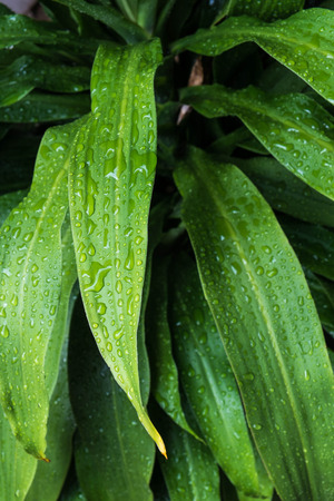 Natural green leafs with dropletsの写真素材