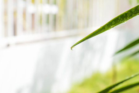 Dewdrop on green leafの写真素材