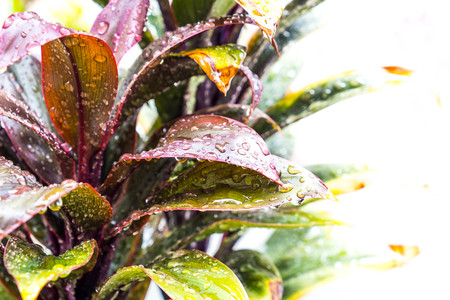 Beautiful colorful leaf with depdropsの写真素材