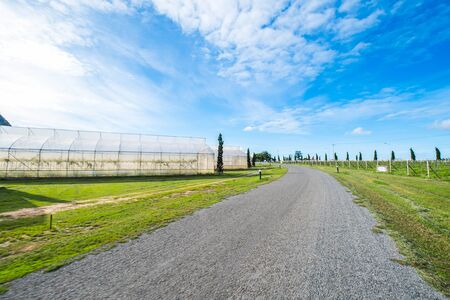 The road with beautiful nature and vineyard in rural Thailandの写真素材