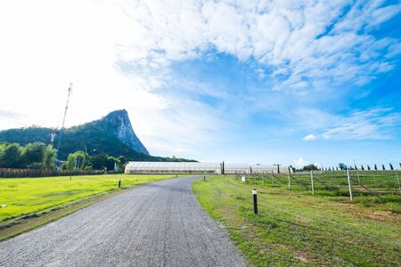 The road with beautiful nature and vineyard in rural Thailandの写真素材