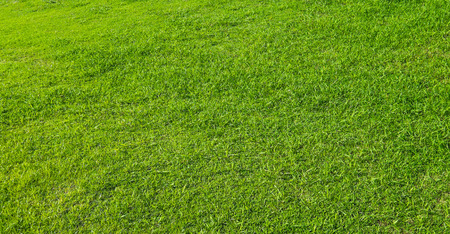 Green Grassの写真素材