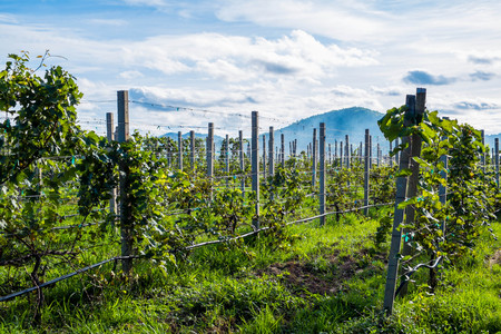 Vineyard after harvestの写真素材