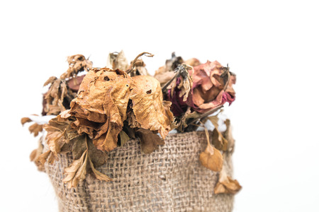 Dried wither flowers on white backgroundの写真素材