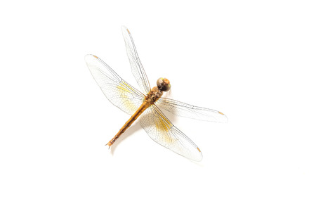 Dragonfly carcass on white backgroundの写真素材