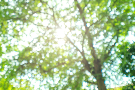 Blurred green Bokeh natural tree in parks with bight sunlight effectの写真素材