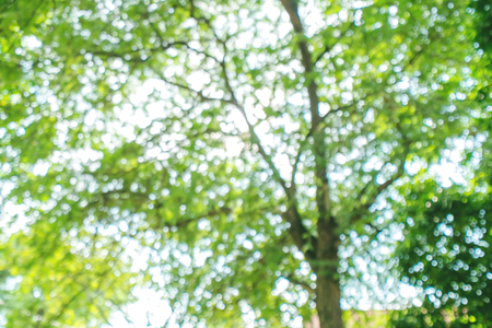 Blurred green Bokeh natural tree in parks with bight sunlight effectの写真素材