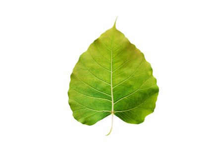 Abstract colorful green leaf, isolated on white backgroundの写真素材