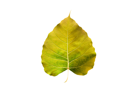 Abstract colorful yellow leaf, isolated on white backgroundの写真素材