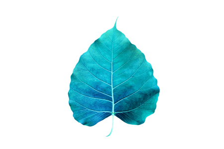Abstract colorful blue leaf, isolated on white backgroundの写真素材