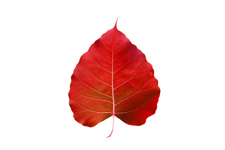 Abstract colorful red leaf, isolated on white backgroundの写真素材