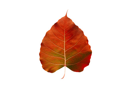 Abstract colorful orange leaf, isolated on white backgroundの写真素材
