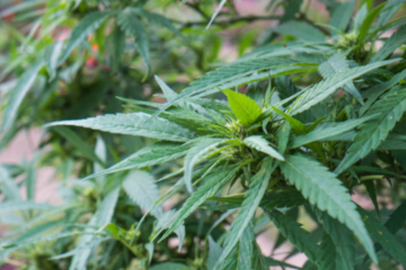 Cannabis treeの写真素材