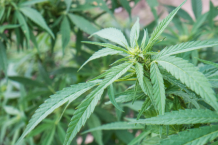 Cannabis treeの写真素材