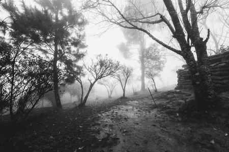 Forests at frontier Thai - Myanmar with hazy fog in winterの写真素材