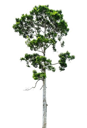 Tree, isolated on white backgroundの写真素材