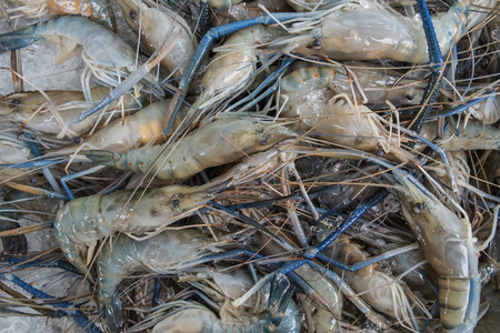 Fresh shrimp on iced at the marketの写真素材