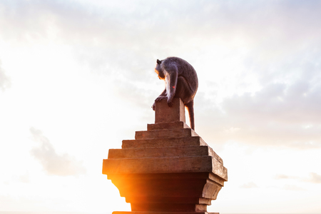 Monkey sitting on concrete pillar with flare against sunsetの写真素材