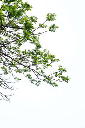 Branches, isolated on white backgroundの写真素材