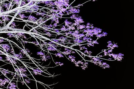 Tree branches and colorful leaves, isolated on black background, negative image