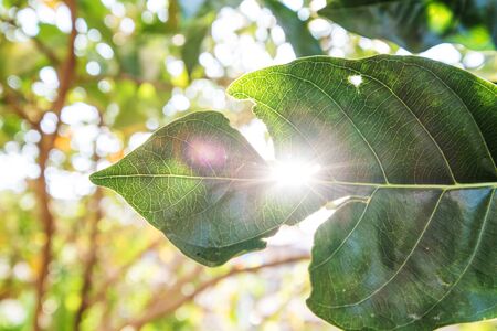 Close-up, torn leaf with sun flare effects,の写真素材