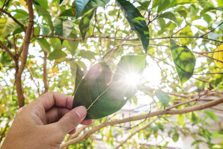 Hand holding torn leaf raised up against sun, with lens flare effects with blurred bokeh of natural tree, selective focusの写真素材