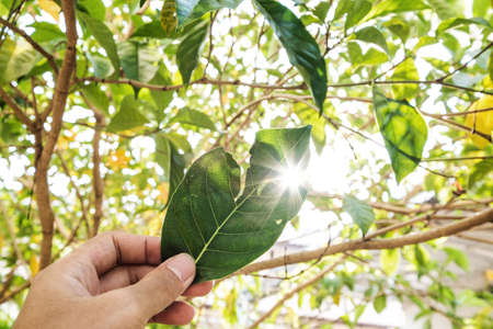 Hand holding torn leaf raised up against sun, with lens flare effects with blurred bokeh of natural tree, selective focusの写真素材