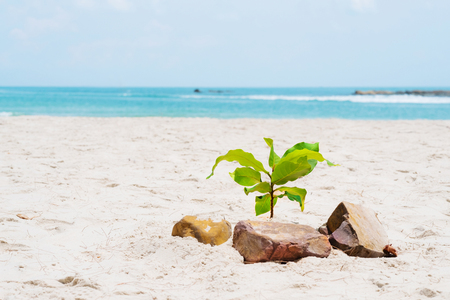 Small tree on the beach surrounding with rocksの写真素材