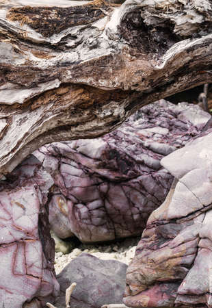 Log wood with rocks textureの写真素材