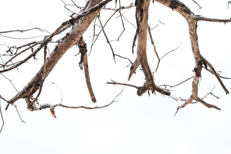 Dead branches on white background with copy spaceの写真素材