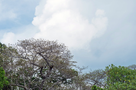 Trees with blue skyの写真素材