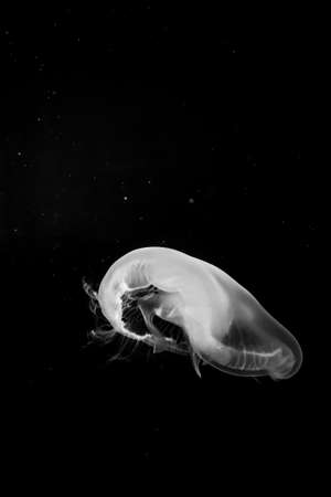 Jellyfishの写真素材