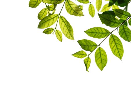 Green leaf with copy space, isolated on white backroundの写真素材