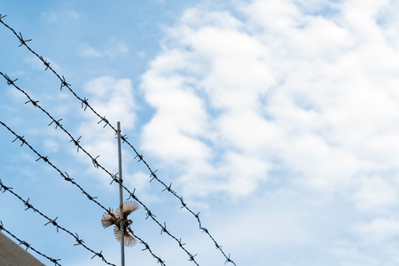 Barbed wire on blue sky with bird flying across wire, concept of escape to freedomの写真素材