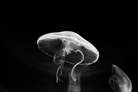 Jellyfishの写真素材