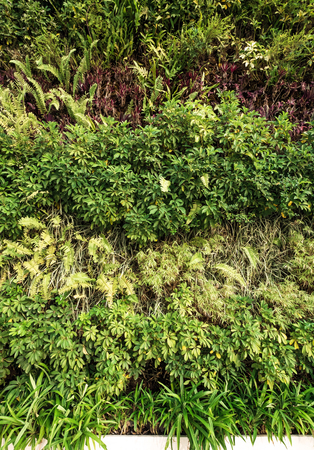 Green wallの写真素材