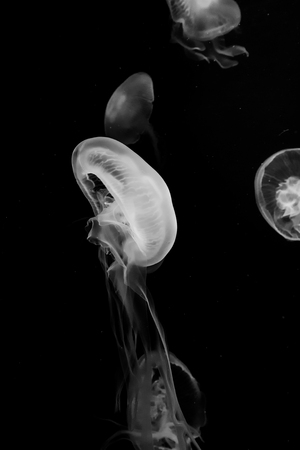 Jellyfishの写真素材