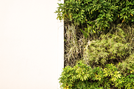 Green wall with white wall for copy spaceの写真素材