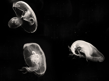 Jellyfish with copy spaceの写真素材