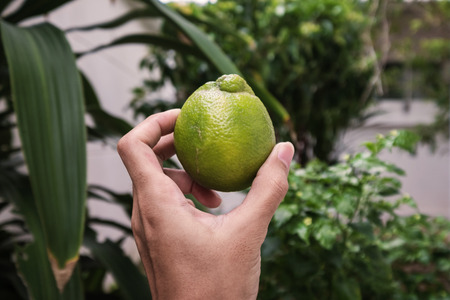 Hand holding organic home grown giant green Thai lemon in backyard gardenの写真素材