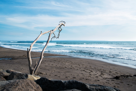 Beautiful dark sand beach with dead tree, beach landscapeの写真素材