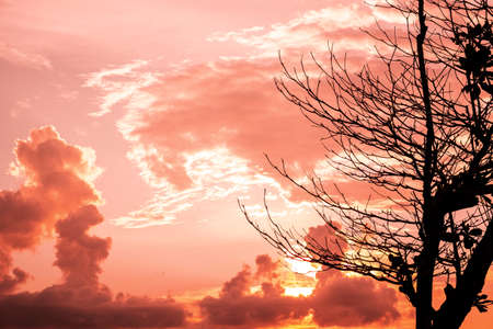 Beautiful sky in sunset with silhouette tree branches in tropical countryの写真素材