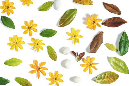 Yellow flowers, green leaves and white pebble stones on white backgroundの写真素材