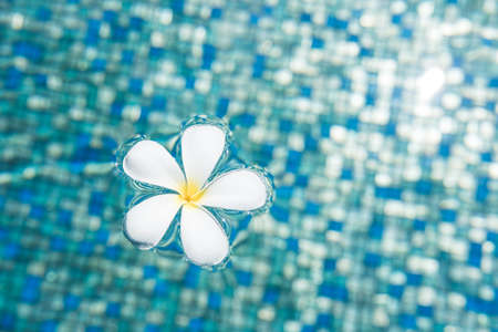 Tropical Frangipani flower on blue water with sunlight reflectionの写真素材