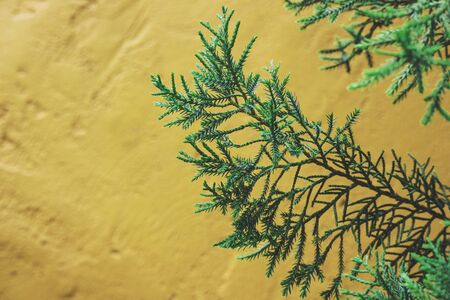 Green leaves with painted wall texture, vintage tone soft focusの写真素材