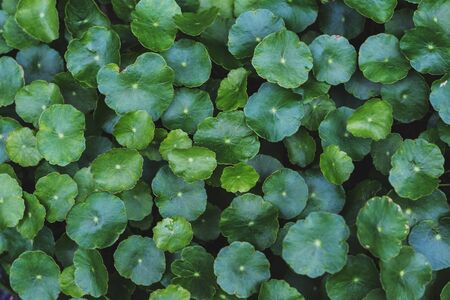 Low key, Green Centella asiatica plants backgroundの写真素材