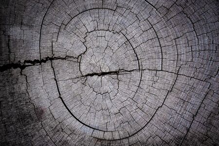 Old stump wood texture, with vignette borderの写真素材