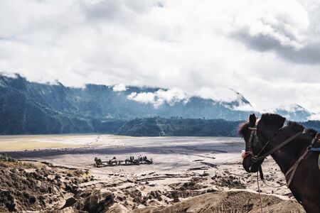 The horse enjoying beautiful view at Mount Bromo, Indonesiaの写真素材